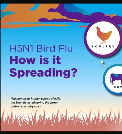 H5N1 High Pathogenic Avian Influenza (HPAI), commonly known as bird flu, is a global concern