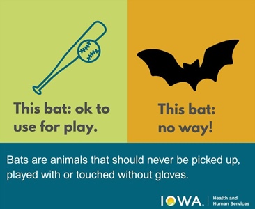 Pest consumption is one of the many ecosystem services bats perform!