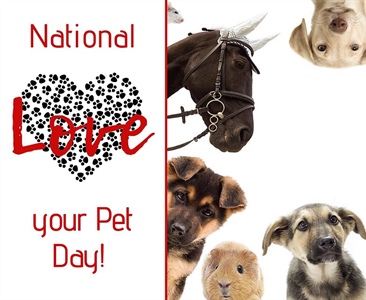 🐾 National Love Your Pet Day 🐾